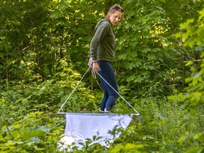 Reported cases of Lyme disease have been on a steady rise since ticks carrying the bacterium that causes the disease became established in Quebec in 2008. Dr. Catherine Bouchard, a veterinary epidemiologist with the Public Health Agency of Canada's National Microbiology Laboratory in St-Liboire, looks for ticks in the woods near her home on June 2, 2021.