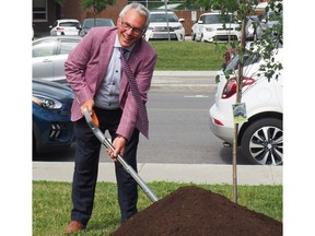 Mayor John Belvedere during the planting of a tree to launch the solidarity orchard project in Pointe-Claire.