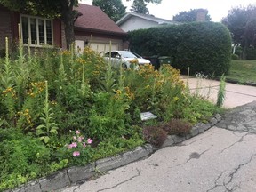 Dany Baillargeon describes his lawn as "beautiful chaos."