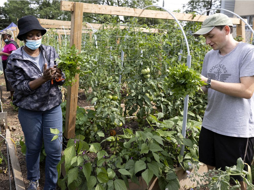 A Small Urban Farm In Lachine Creates An Oasis In A Food Desert   0729 City Farming W 