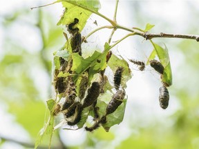 Another nature-related topic people are talking about is the staggering invasion of caterpillars that have stripped away half of Mount Royal’s leaves and infested our parks and picnics, Josh Freed writes.