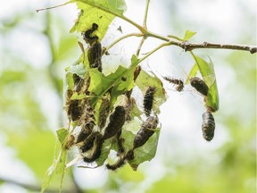 Tree leaves eaten by gypsy moth caterpillars are seen on Montreal's Mount Royal on Wednesday, July 7, 2021.
