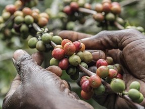 Coffee is one of the most widely traded agricultural commodities in the world, supporting the livelihoods of about 100 million people globally, especially in low income countries.