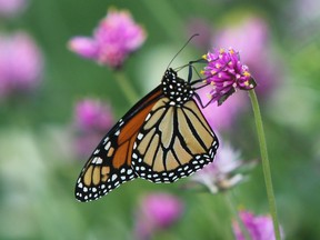 The Green Coalition is concerned about the potential development of a meadow with stalks of milkweed, a food source for the monarch butterfly.