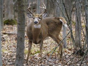 A deer is seen at the Michel-Chartrand Park  in Longueuil on Nov. 13, 2020.