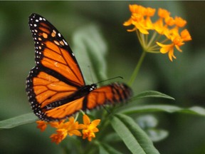 A monarch butterfly lands on a flower at the Insectarium in Montreal in this file photo.