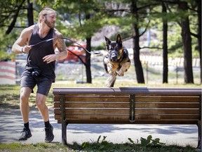 David Ross has Bear, his German Shepherd jump over park benches for exercise in Parc Lafontaine in Montreal Thursday August 5, 2021.