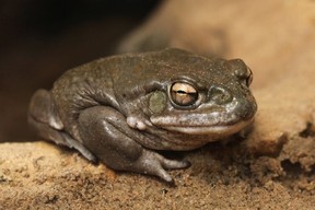 With the money, the company can move forward with a Phase 1 dose-ranging study on intranasal 5-MeO-DMT, a psychedelic natural product found in the parotid gland secretions of the Sonoran Desert toad. /