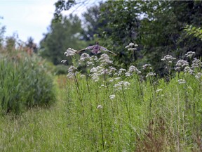 A duck flies over a patch of valerian on federally owned land that supports a large population of monarch butterflies in part of the Technoparc Wetlands in Montreal Wednesday July 7, 2021.