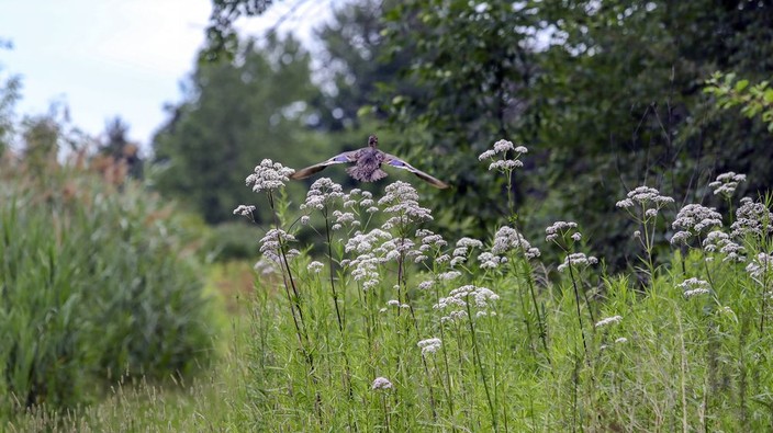 Projet Montréal promises to protect part of Technoparc wetlands