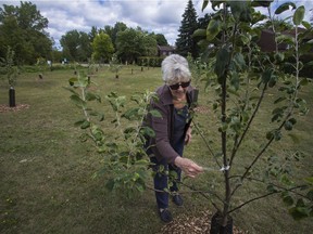 Susan Weaver in the Solidarity Orchard in the Pointe-Claire last Friday. She is the resident who proposed the idea of planting trees to honour Pointe-Claire citizens who have died of COVID-19. The Solidarity Orchard of 80 fruit trees was planted in their homage. These rows of apple, plum and pear trees are located near the Viburnum Ave. entrance to Terra-Cotta Natural Park, across from the Aquatic Centre on Maywood Ave.