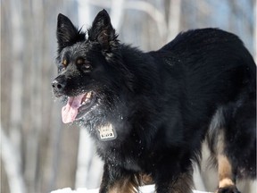 Finder, a specially trained dog, was working for the Laval police when he found an STM ticket near the car dealership where Alessandro Vinci was killed on Oct. 11, 2018. Fingerprints were found on the ticket.