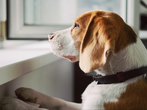 Curious Beagle looking out an open window.