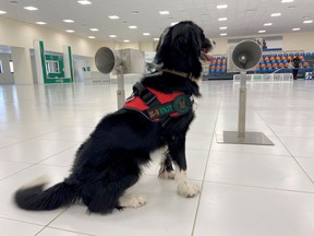A dog that has been trained by Dubai Police K-9 unit to sniff out COVID-19 is pictured in Dubai, United Arab Emirates, on Sept. 13, 2021.