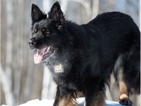 A photo of Finder, a specially trained dog who was working for the Laval police when he found an STM ticket near the car dealership where Alessandro Vinci was killed on Oct. 11, 2018. Fingerprints were found on the ticket.