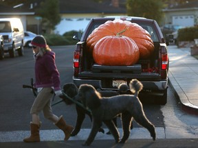 Giant pumpkins sit in the bed of a truck before a pumpkin championship in California in 2013.