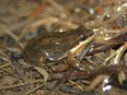 Western chorus frog.