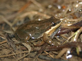 Western chorus frogs breed in small, often temporary wetlands that are increasingly threatened by agriculture and urban sprawl.