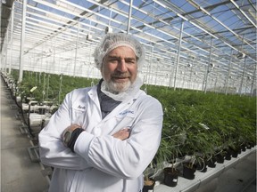 FILE: Irwin Simon is pictured among rows of cannabis plants at Aphria Inc., in Leamington, Ont. on Oct. 25, 2019. /
