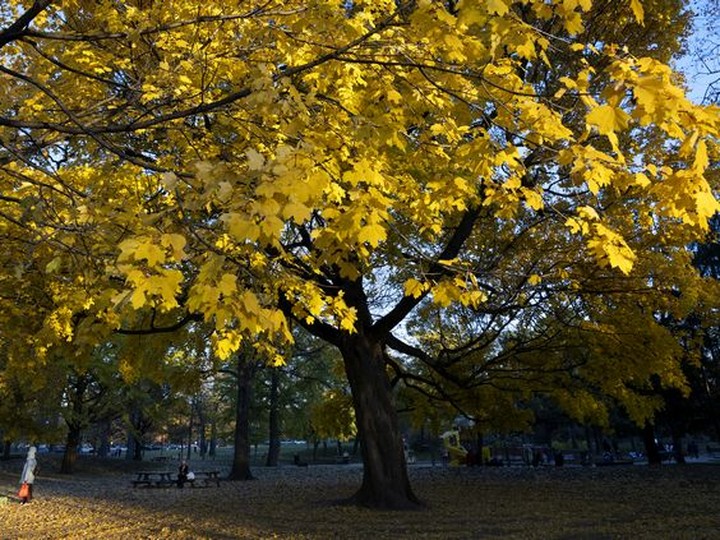  An unseasonably warm October Sunday under the broad canopy of trees in Westmount Park.