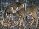 A couple of does feed in Michel Chartrand Park in Longueuil on Tuesday. The city will proceed with a cull of deer in the park after an expert committee concluded their overpopulation represented a threat to the park's ecosystem and, ultimately, the herd's survival.