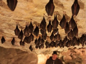 Bats hang from the roof of a cave in Mikulov, Czech Republic, on March 9, 2015.