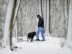 Daniel Simard walks his dog Sulky on a snowy trail in Westmount's Summit Woods in spring 2021.