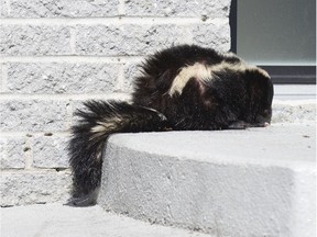 A distemper diagnosis was recently confirmed in a striped skunk in Pincourt. The skunk pictured in this file photo was not diagnosed with this virus.