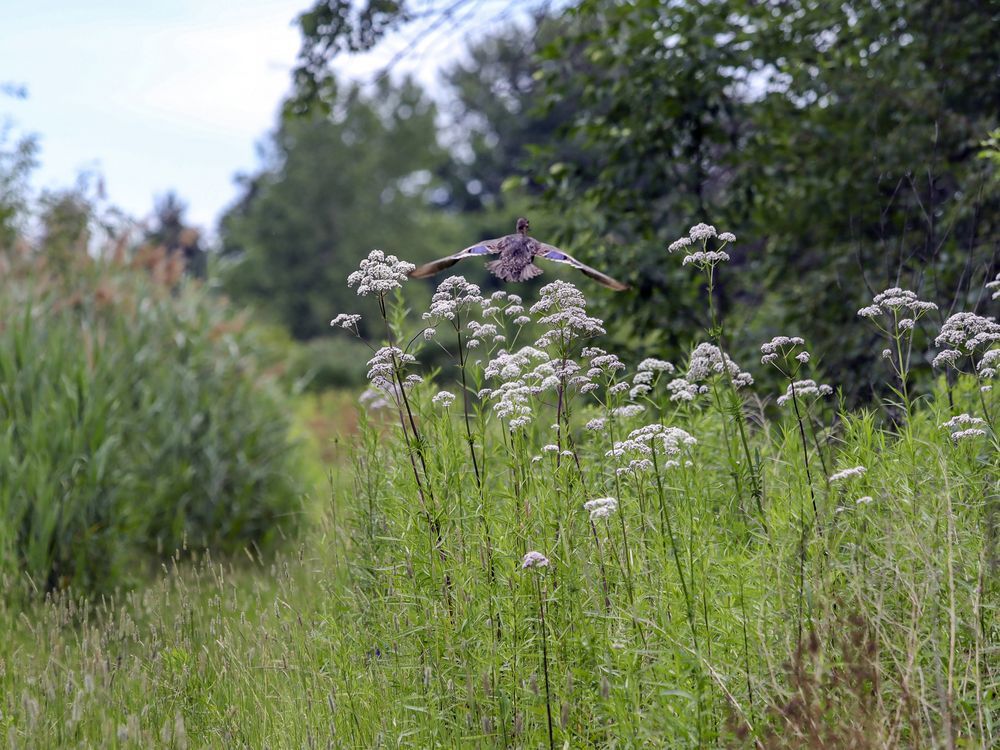 A duck flies over a patch of valerian on federally owned land that supports a large population of monarch butterflies in part of the Technoparc wetlands in Montreal.