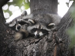 Raccoons, like these ones photographed in Villeray, are common in Montreal. "We should accept that sharing space with wildlife might bring an occasional annoyance or frustration, and focus on the benefits," Louis Lazure writes.