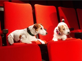 Squat and Spade, who take turns in the lead role, have a time out during rehearsals for SuperDogs The Musical.