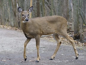 A deer is seen in a Quebec park in this file photo.