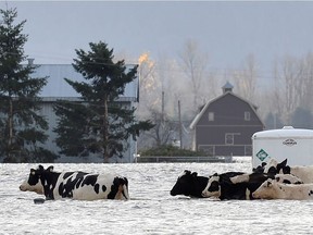 Cows stranded by flooding near Abbotsford shortly before their rescue.