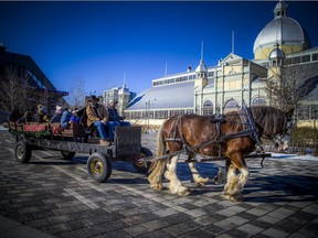 The Ash Meadow Farm Carriage Company was operating the horse-drawn wagon rides at the Ottawa Farmers' Market at Lansdowne, Sunday, Dec. 12, 2021.