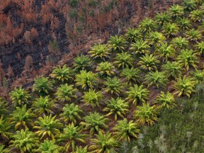 A palm oil plantation is pictured next to a burnt forest near Banjarmasin in South Kalimantan province, Indonesia, September 29, 2019.