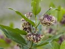 Milkweed grows on federally-owned land that supports a large population of monarch butterflies in part of the Technoparc Wetlands.