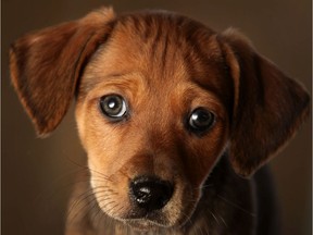 A seven week old Daschund cross puppy waits for a new home at the Cheshire Dogs Home on January 4, 2010 in Warrington, England.