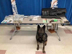 Police dog Hannu assisted with the search of the vehicle that was stopped on Montée Paiement on Wednesday, leading to the seizure of drugs and weapons by Gatineau police.