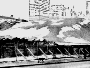 A lone hound walks the streets of Montreal early on the morning of Jan. 11, 1965.