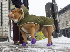 Louis wears purple booties and a fleece-line coat on a cloudy day in Montreal.
