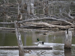 A duck swims in the Technoparc wetlands in October 2021. "We really favour development in the north section of the Technoparc, and in the south where there are lands with significant ecological value, we want to preserve it,” says Caroline Bourgeois, the city's executive committee member responsible for large parks.