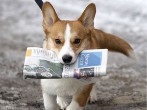 Dog carrying a print copy of the Montreal Gazette