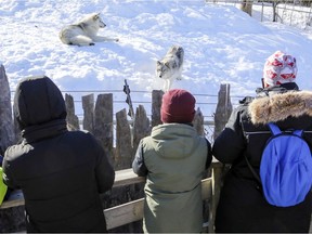 Visitors check out the wolves at the Ecomuseum Zoo in Ste-Anne-de-Bellevue in March 2021.