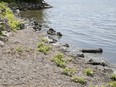 The MELCC is holding a public consultation until Feb. 17 regarding the City of Pointe-Claire’s Lake St-Louis shoreline stabilization program.