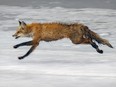 A fox eludes capture by members of Sauvetage Animal Rescue at is runs across the ice next to the King Edward Pier in the Old Port of Montreal Sunday March 20, 2022.