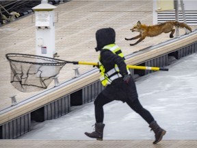 A fox eludes capture by a member of Sauvetage Animal Rescue at King Edward Pier in the Old Port of Montreal Sunday March 20, 2022.
