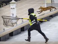 A fox eludes capture by a member of the Animal Emergency and Rescue Service as it runs across the ice next to the King Edward Pier in the Old Port of Montreal on Sunday, March 20, 2022.