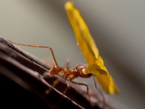 A leaf-eater ant carries a section of a flower at the Insectarium in Montreal in 2012.