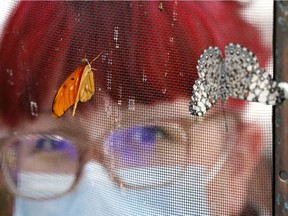 Marie-Eve André, an animator at Montreal's Insectarium, checks on a Dryas Julia, known in English as a Julia butterfly, left, on Tuesday, April 5, 2022.