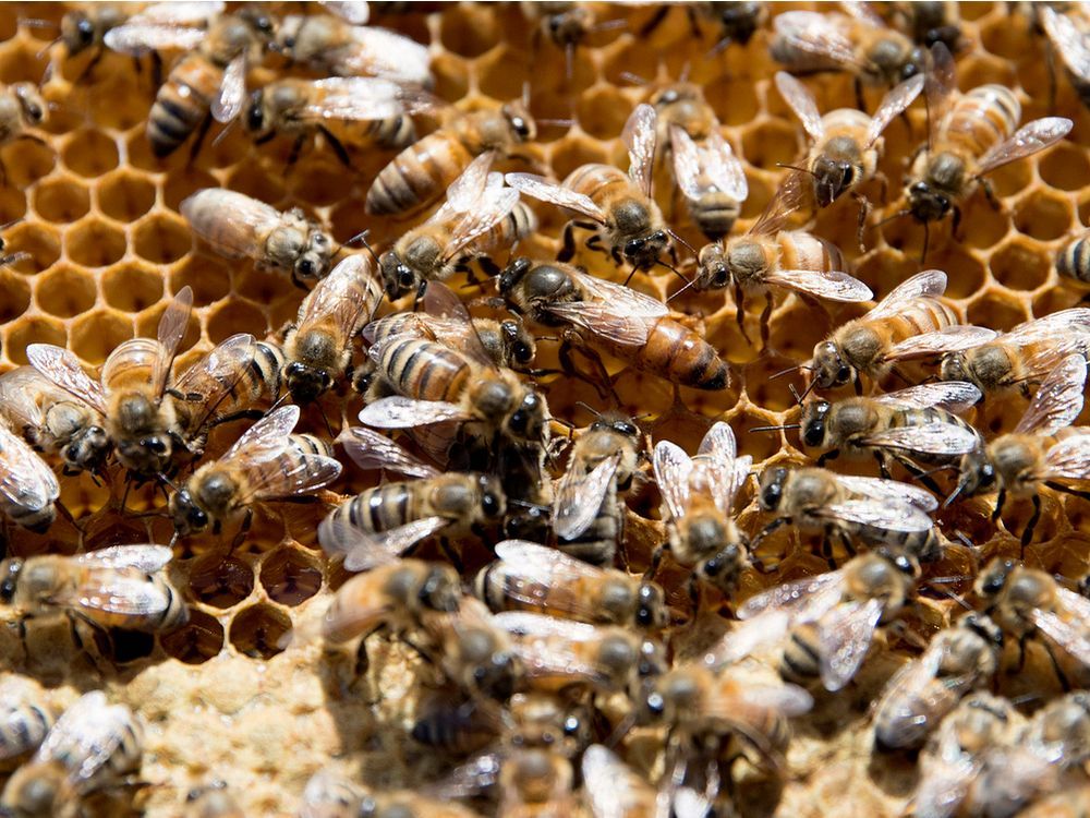 Quebec beekeepers seek $12 million in emergency aid from Quebec, Ottawa ...